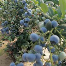 2025年春节上市，西双版纳L25花香18mm+蓝莓