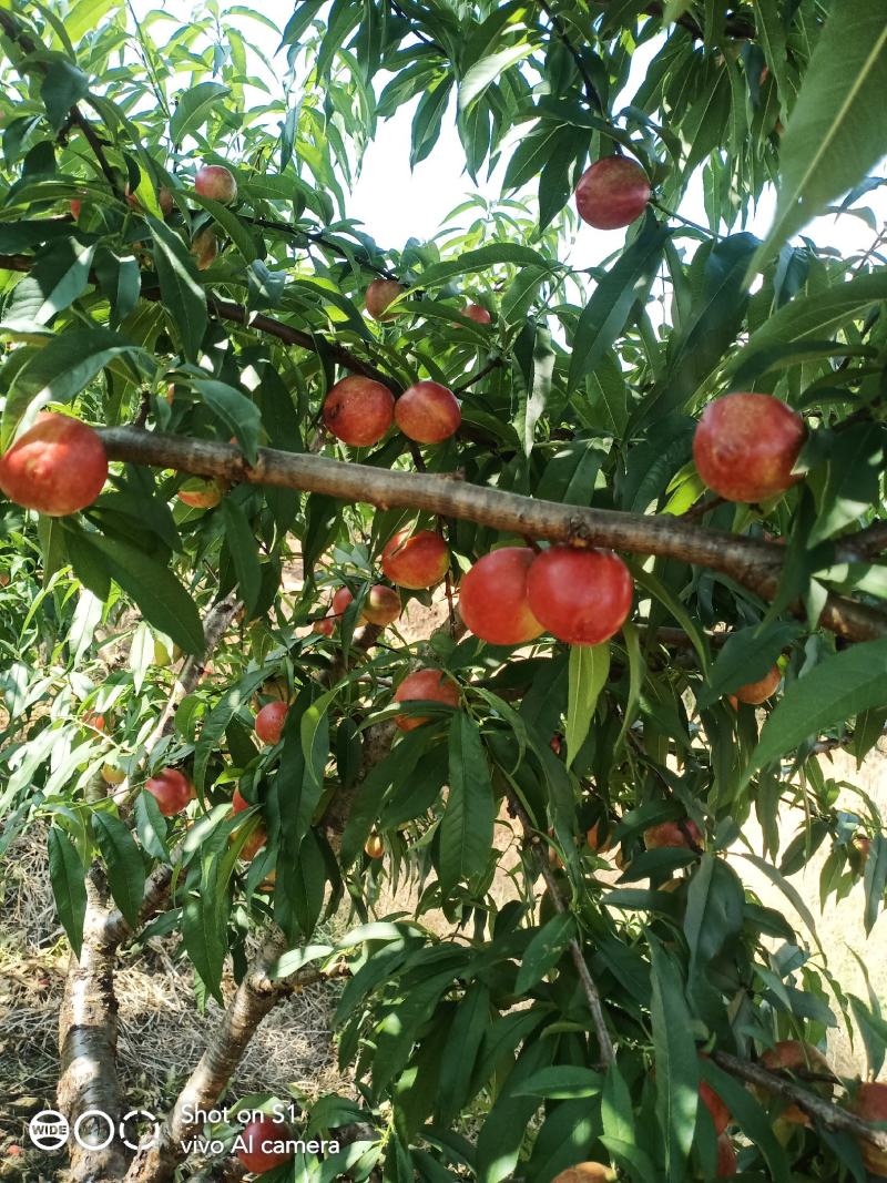 中油十三号