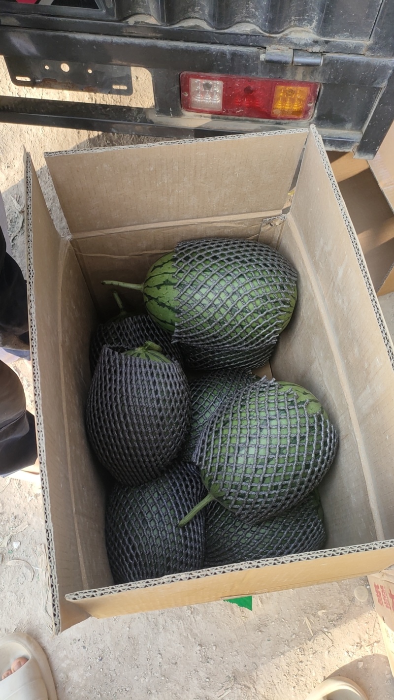 L600礼品小吊西瓜，各种西瓜