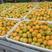 河北辛集特产大量麦黄杏上市，需要的老板联系我