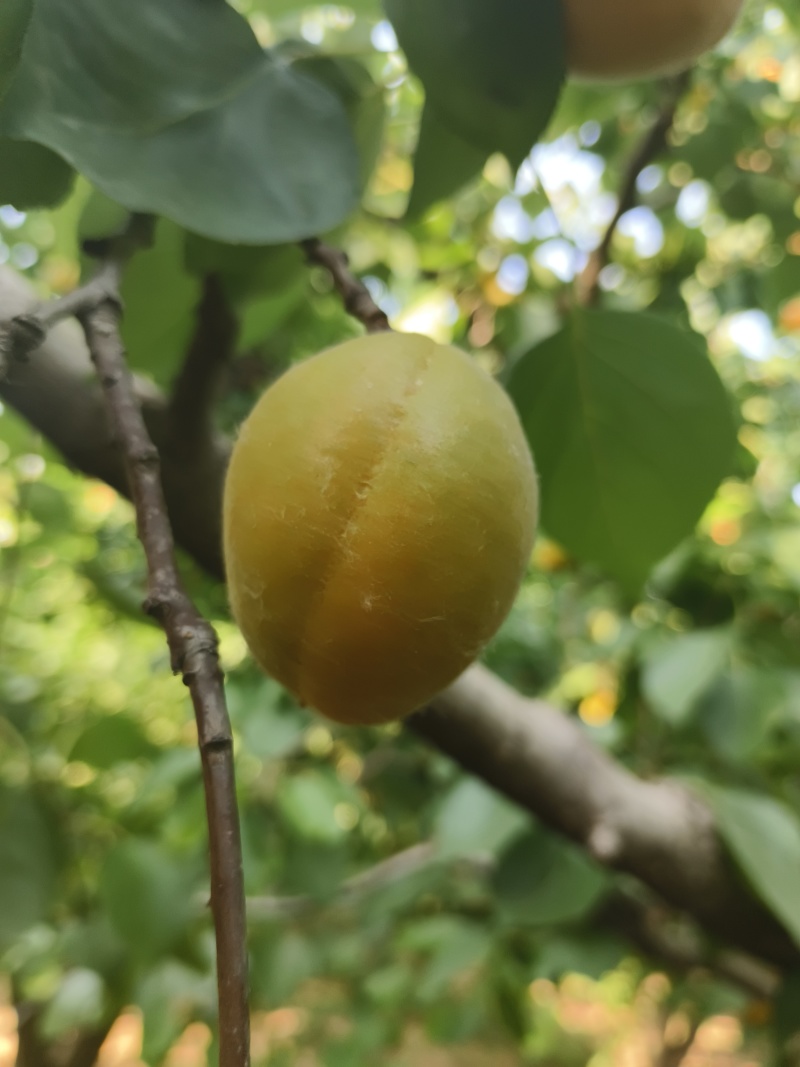 金太阳杏，罐头厂速冻果铺