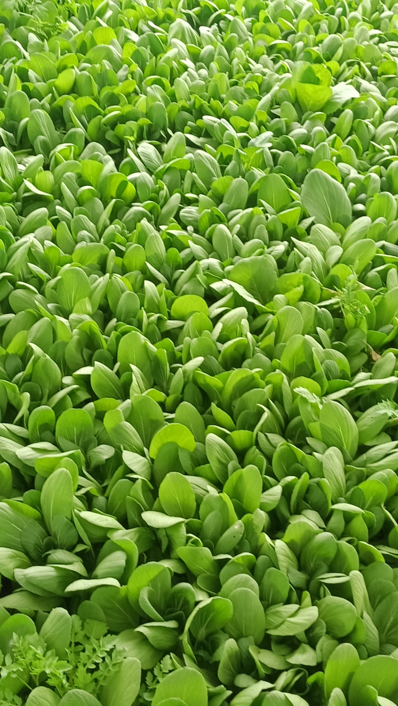 {牛商推荐}上海青大量上市，量大从优，欢迎来电