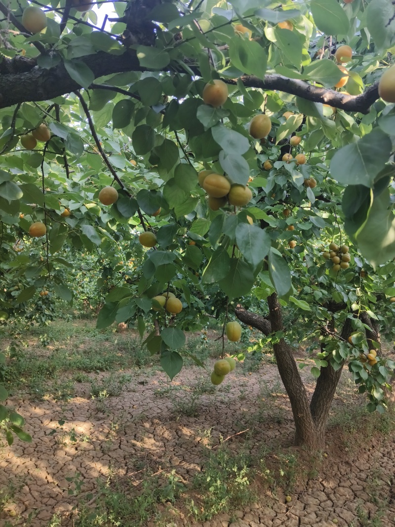 金太阳杏加工厂专用，速冻厂，罐头厂，果铺