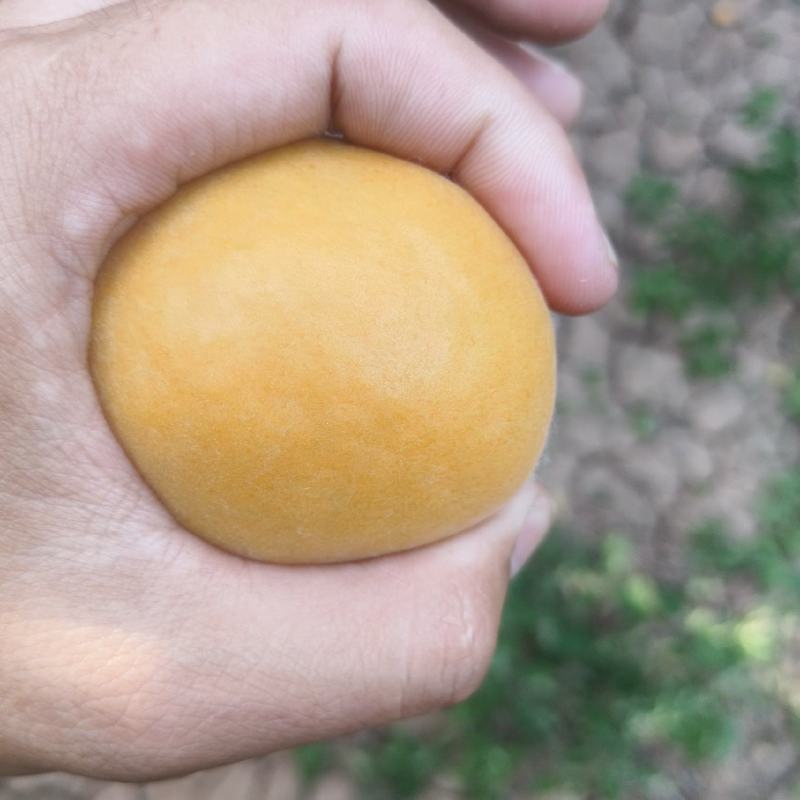 金太阳杏加工厂专用，速冻厂，罐头厂，果铺