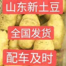 优质土豆现挖现发无青头无虫眼保质保量面向全国发货