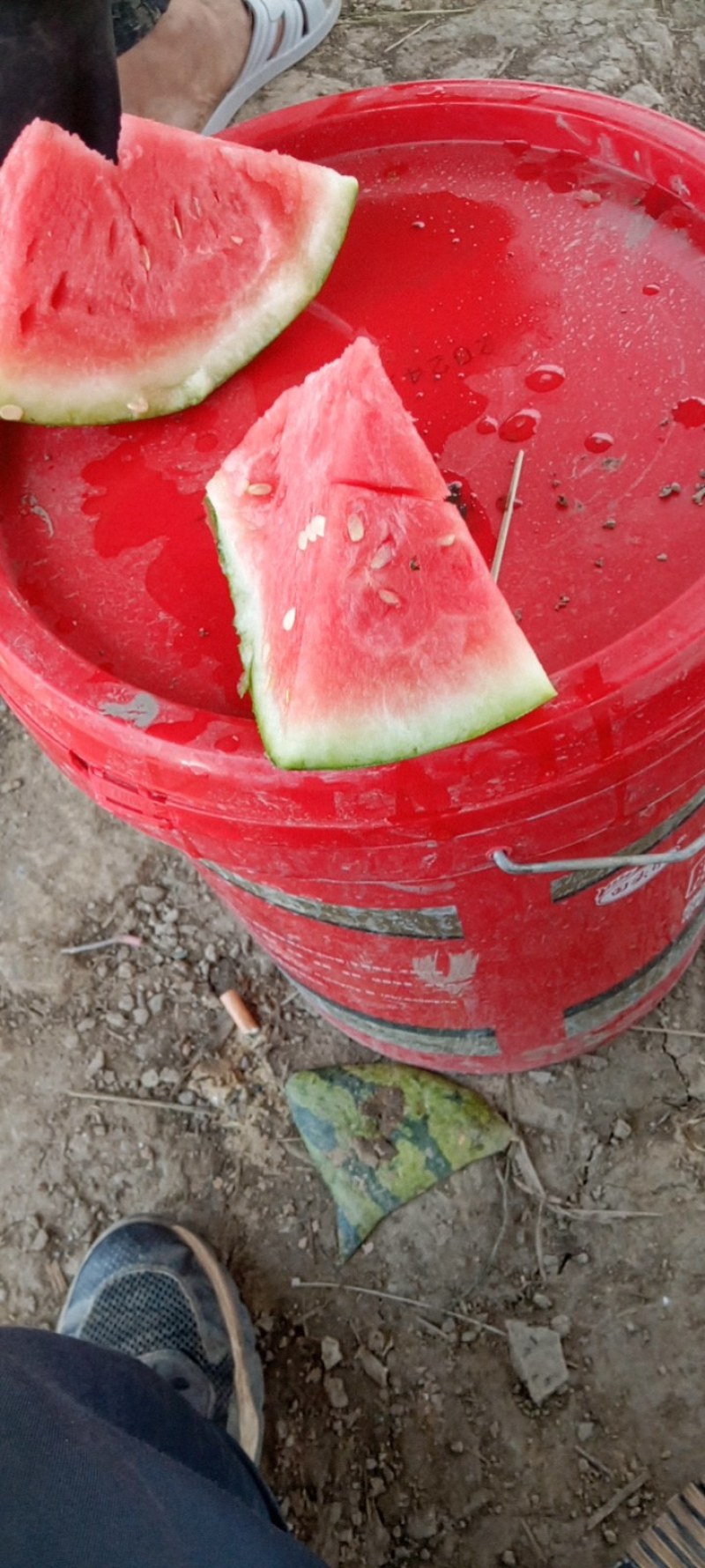 美的无子麒麟瓜
