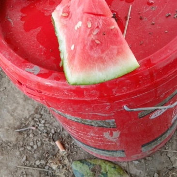 美的无子麒麟瓜