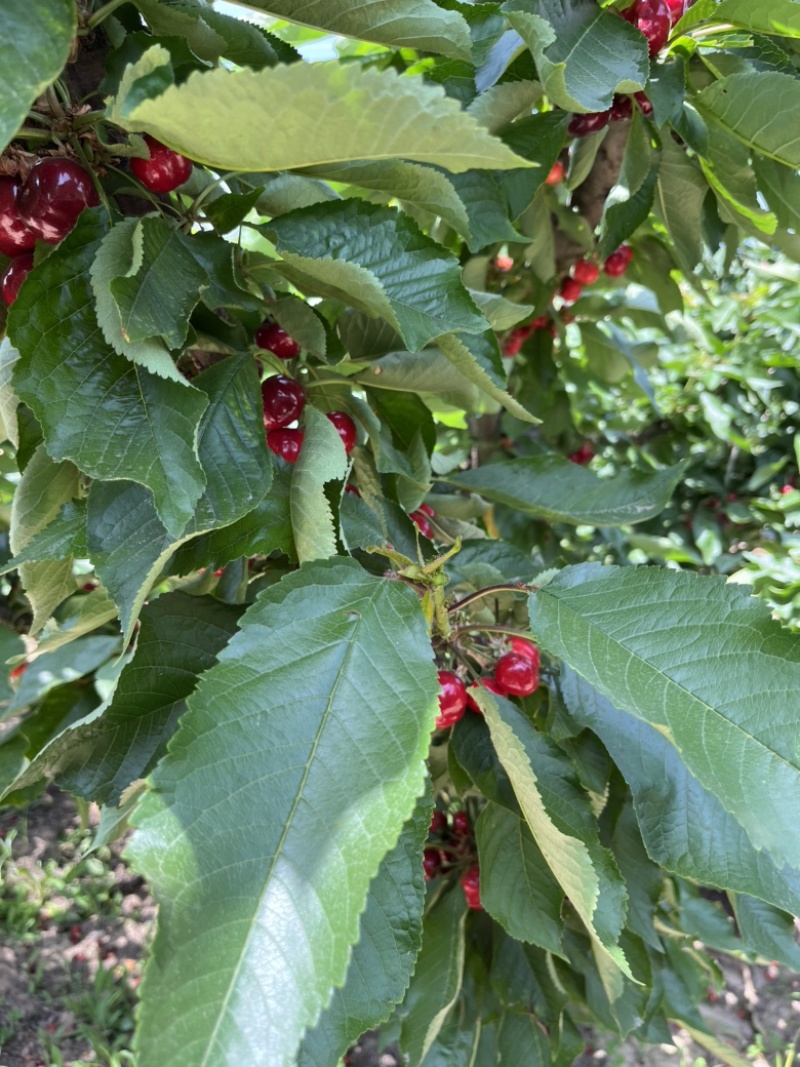 樱桃🍒来了