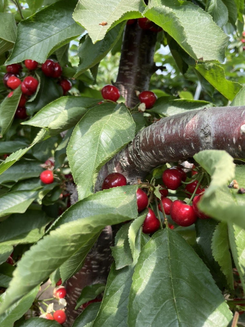 樱桃🍒来了