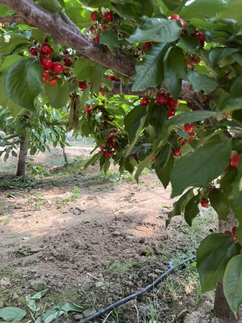 樱桃🍒来了