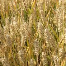 既将成熟小麦实拍