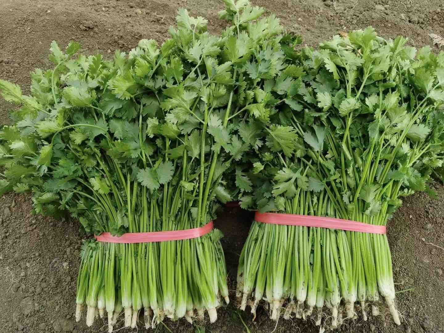 蔬菜市场摊位上的小油菜展示