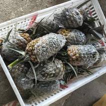 福建漳州正宗程溪香水菠萝，新鲜手撕现摘当季水果