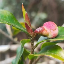 大雪山野生紫芽孢