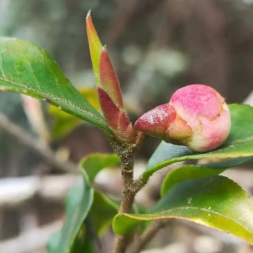 大雪山野生紫芽孢