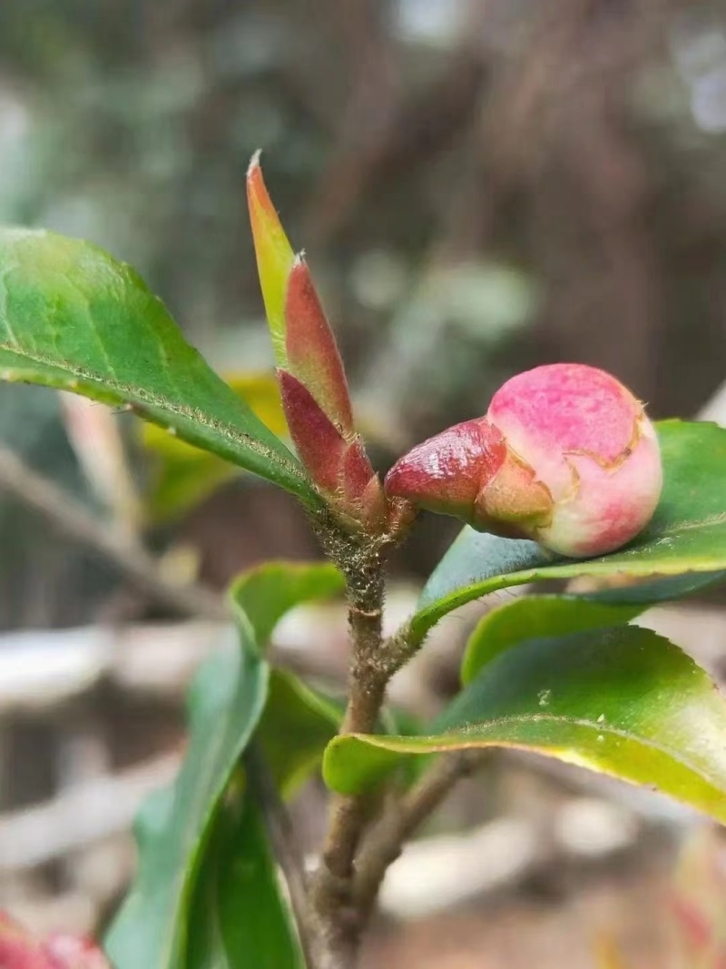 大雪山野生紫芽孢