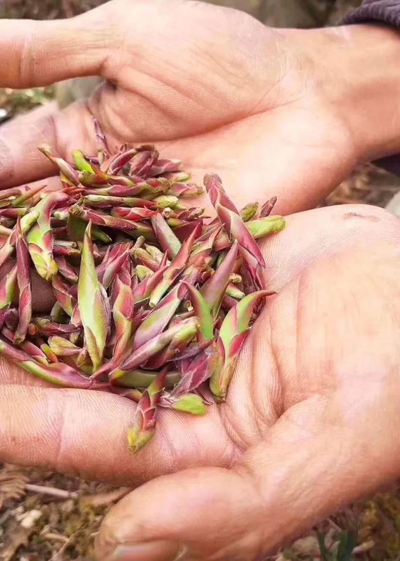 大雪山野生紫芽孢