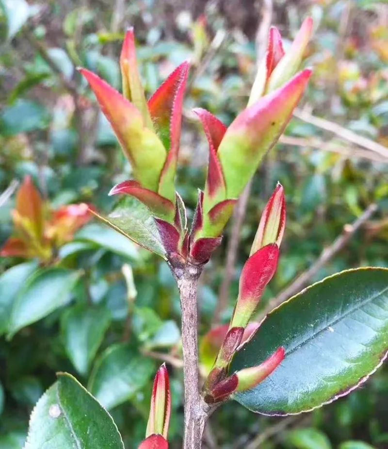 大雪山野生紫芽孢