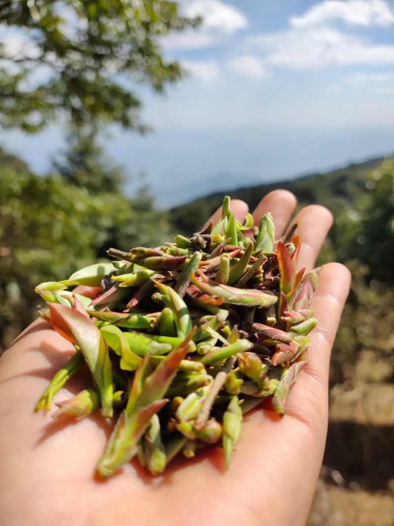 大雪山野生紫芽孢