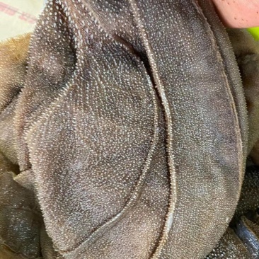 掉毛毛肚黑毛肚西皮大叶片毛肚牛百叶火锅食材自助餐火锅食材