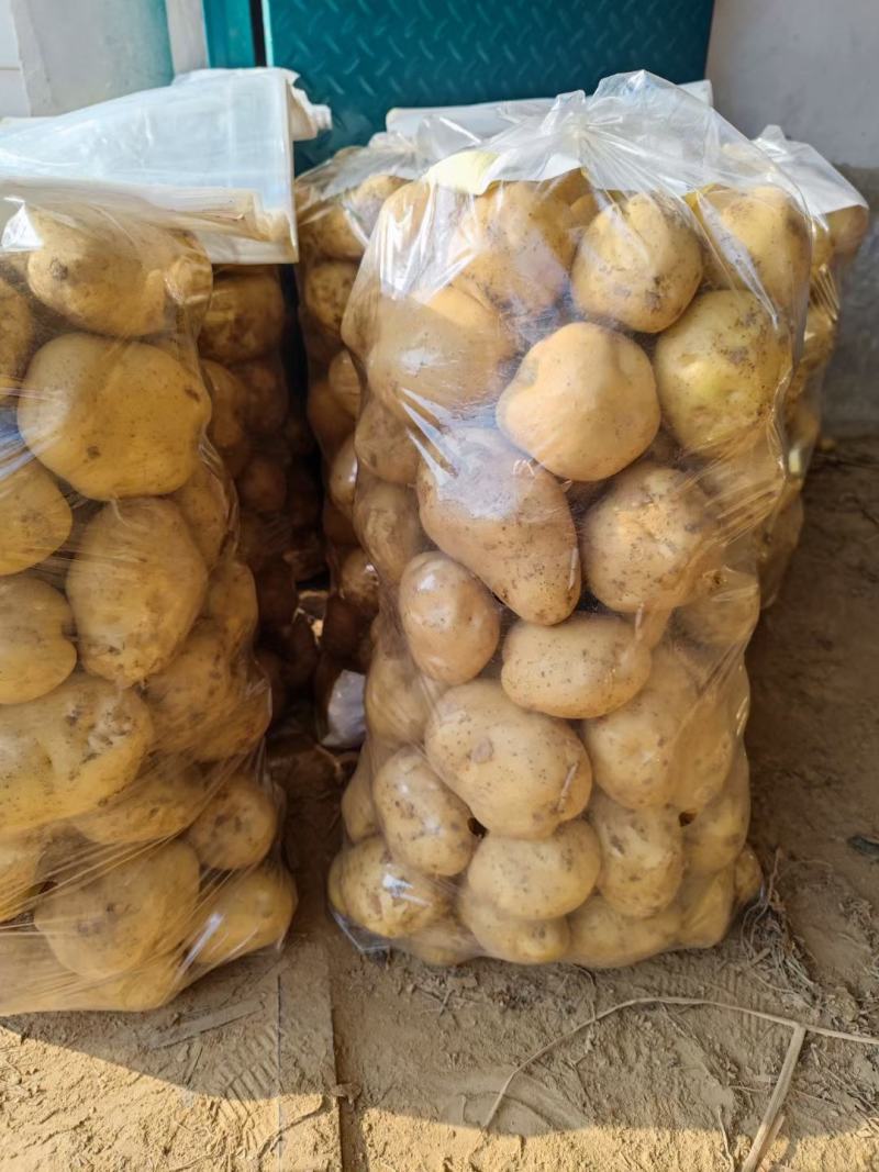 精品土豆黄心土豆基地直发对接商超市场量大从优