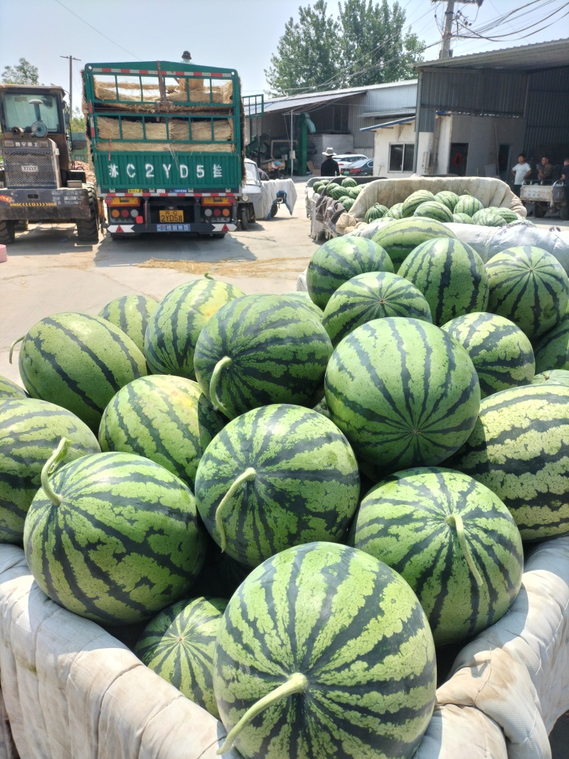 安徽省甜王西瓜，大红瓤黑籽，头茬鲜瓜，含糖量高，产地现货