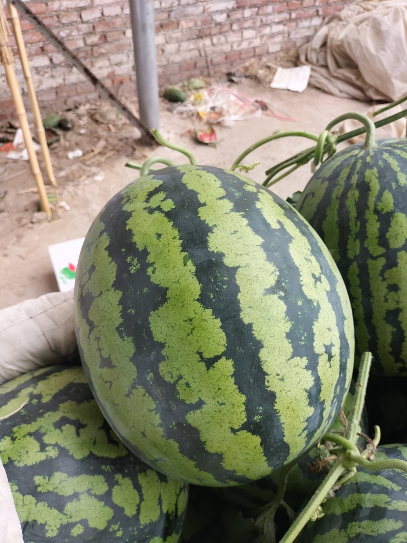 安徽省甜王西瓜，大红瓤黑籽，头茬鲜瓜，含糖量高，产地现货