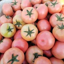 大量硬粉，大红西红柿上市了，产地直供，量大从优。