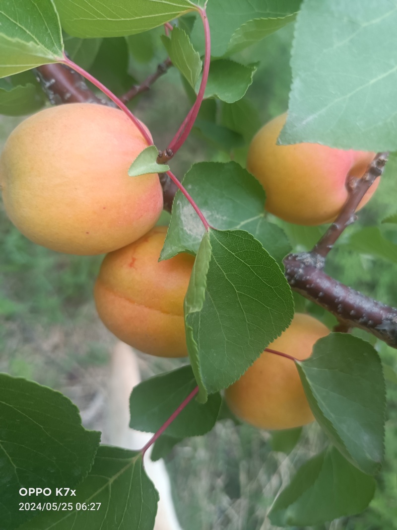 山地芒种黄杏，纯甜无酸，果面鲜亮，耐运输量大优惠