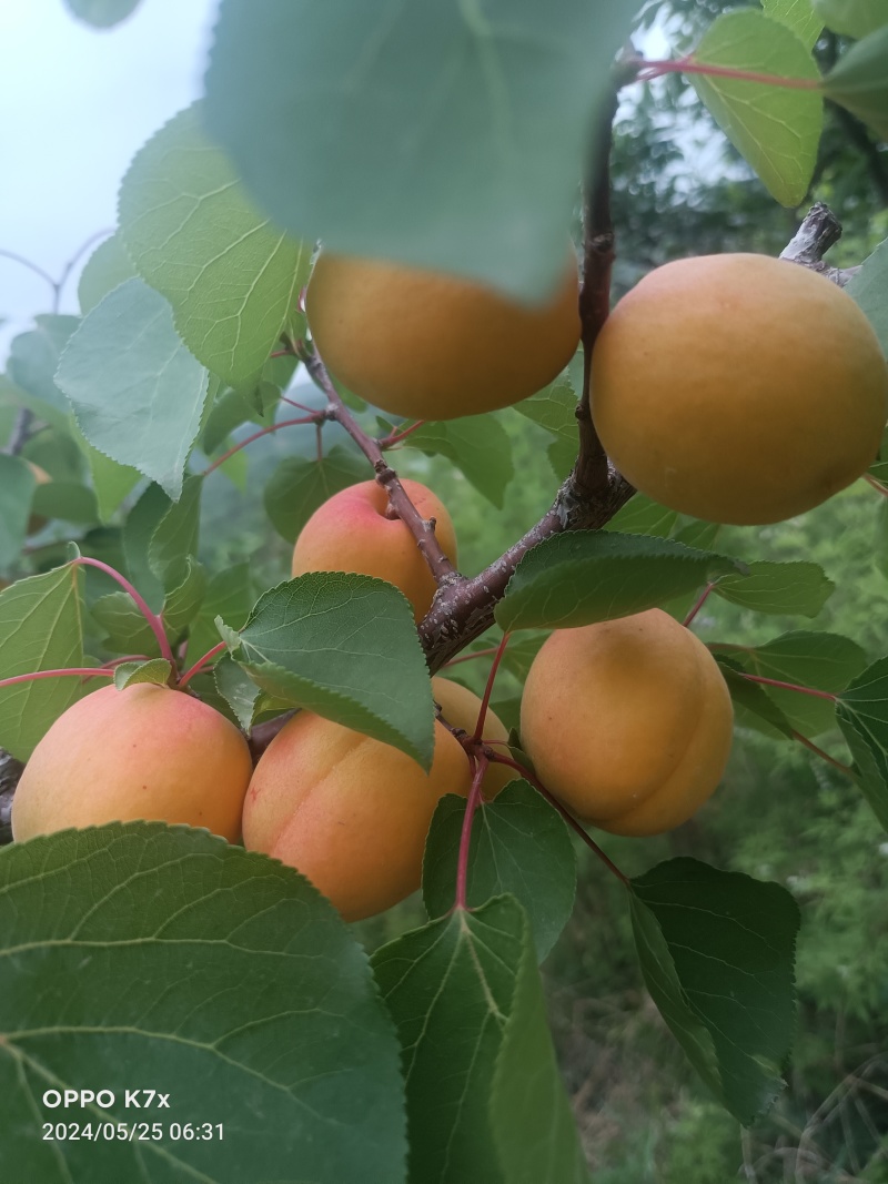 山地芒种黄杏，纯甜无酸，果面鲜亮，耐运输量大优惠