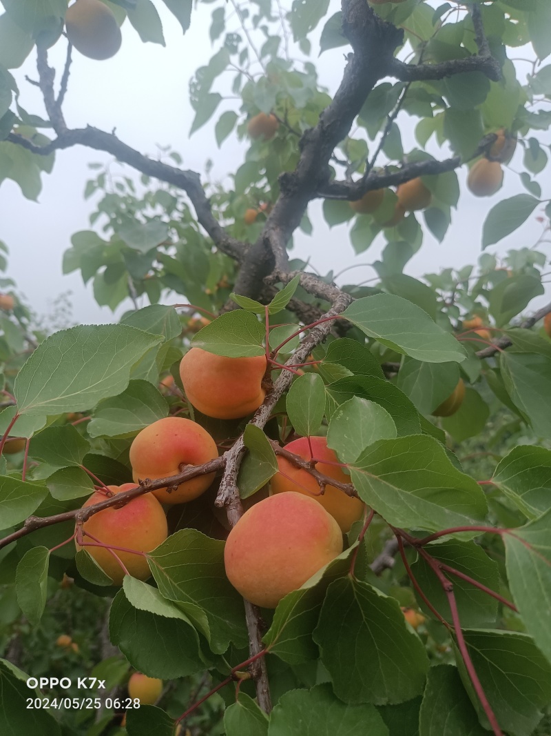 山地芒种黄杏，纯甜无酸，果面鲜亮，耐运输量大优惠