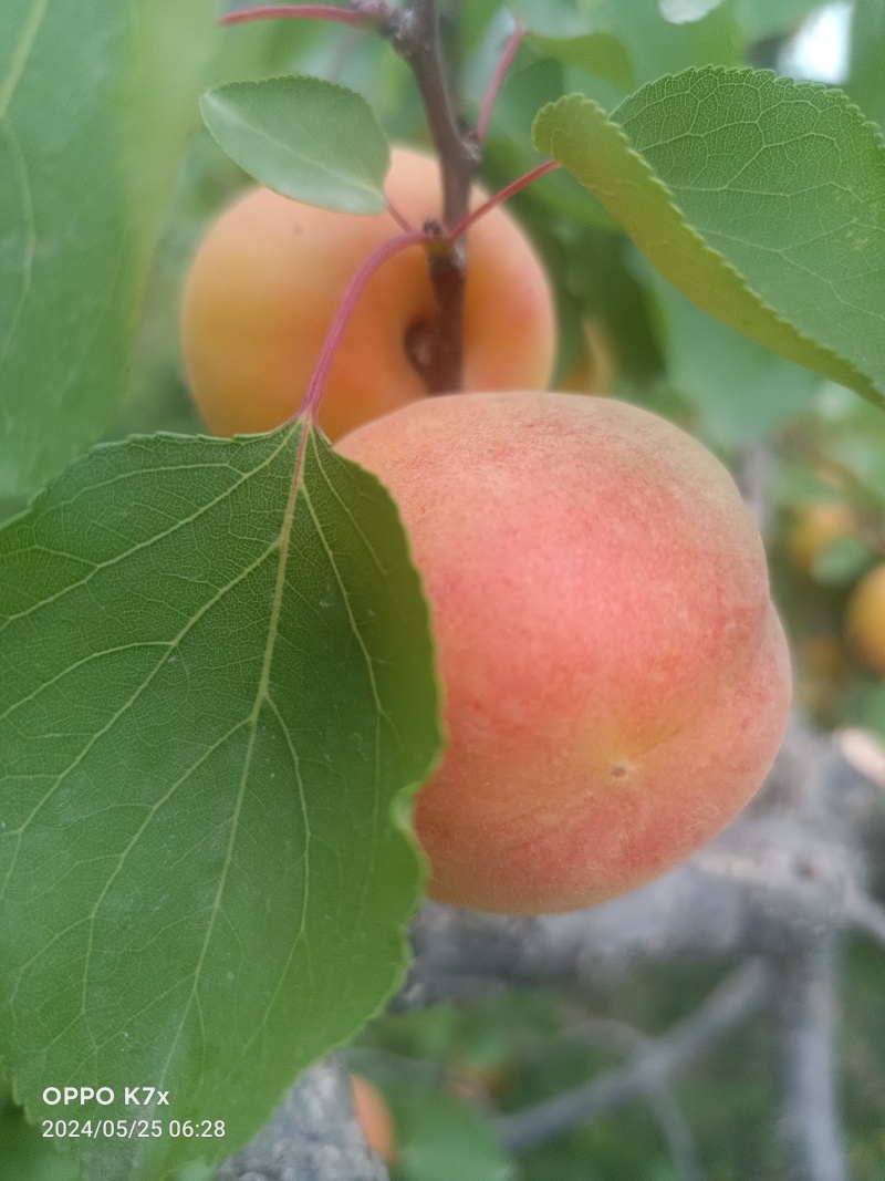 山地芒种黄杏，纯甜无酸，果面鲜亮，耐运输量大优惠