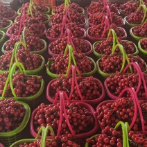 小番茄