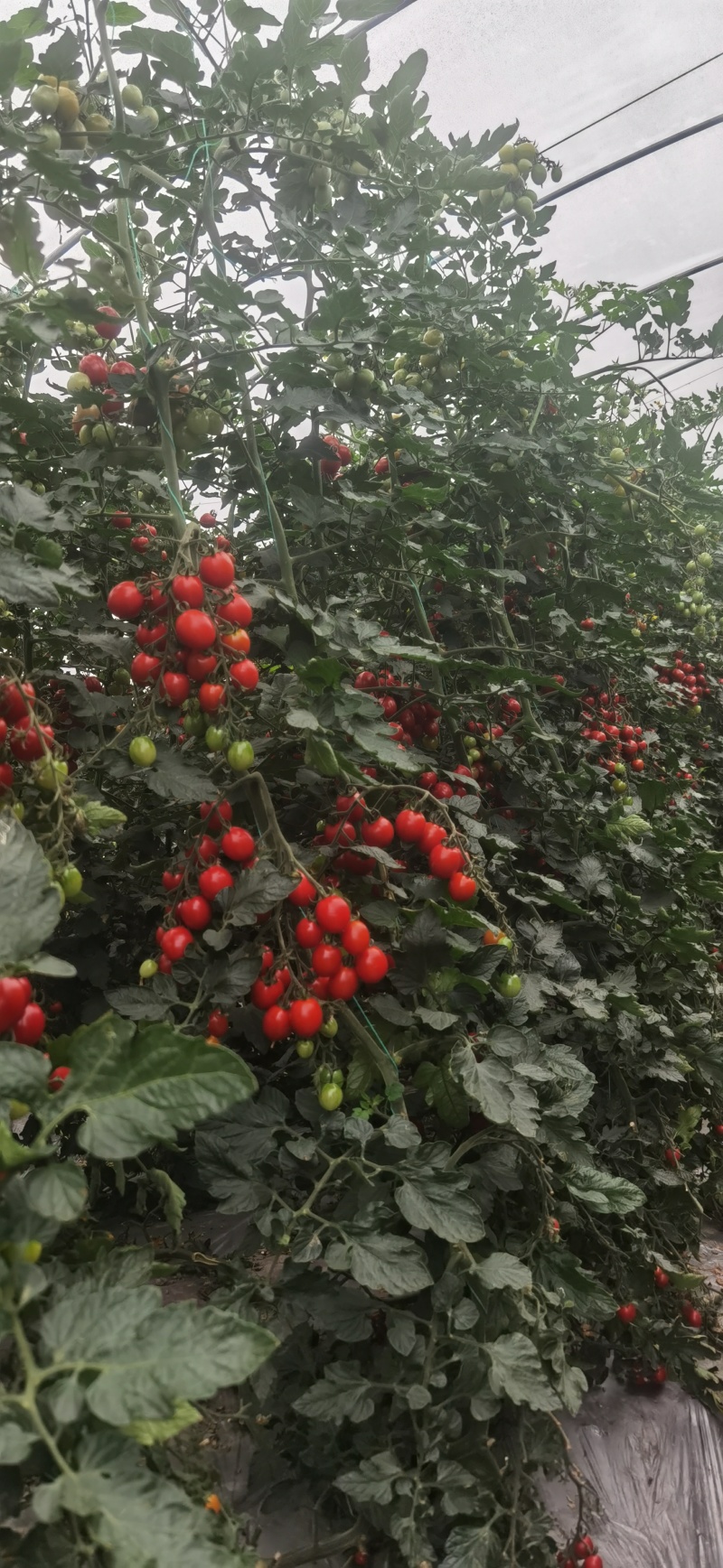 小番茄