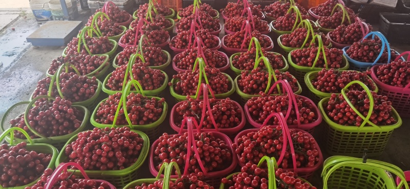 小番茄