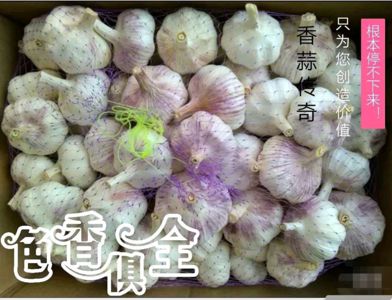 【天飞曌农业冷库库外大蒜大量上市大/中/小混级通货】
