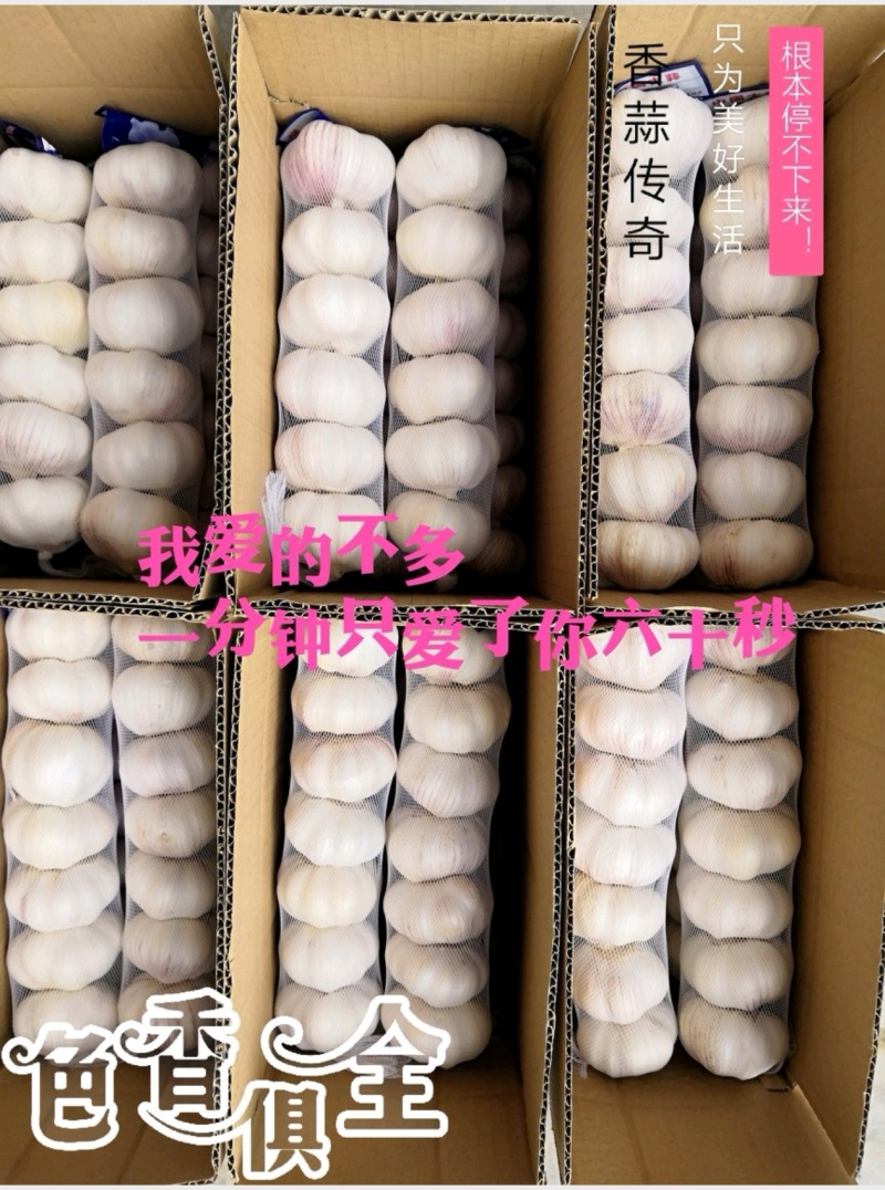 【天飞曌农业冷库库外大蒜大量上市大/中/小混级通货】