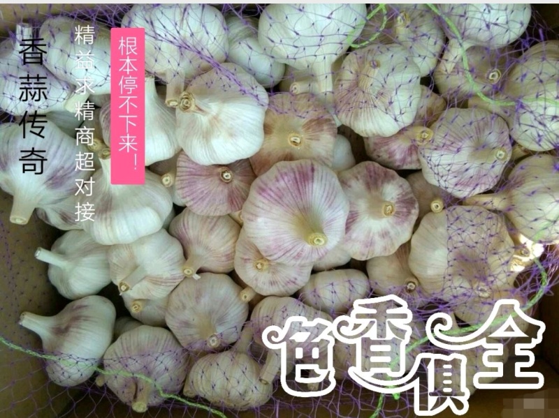 【天飞曌农业冷库库外大蒜大量上市大/中/小混级通货】