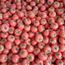 西红柿精品5毛通货3毛大量下市