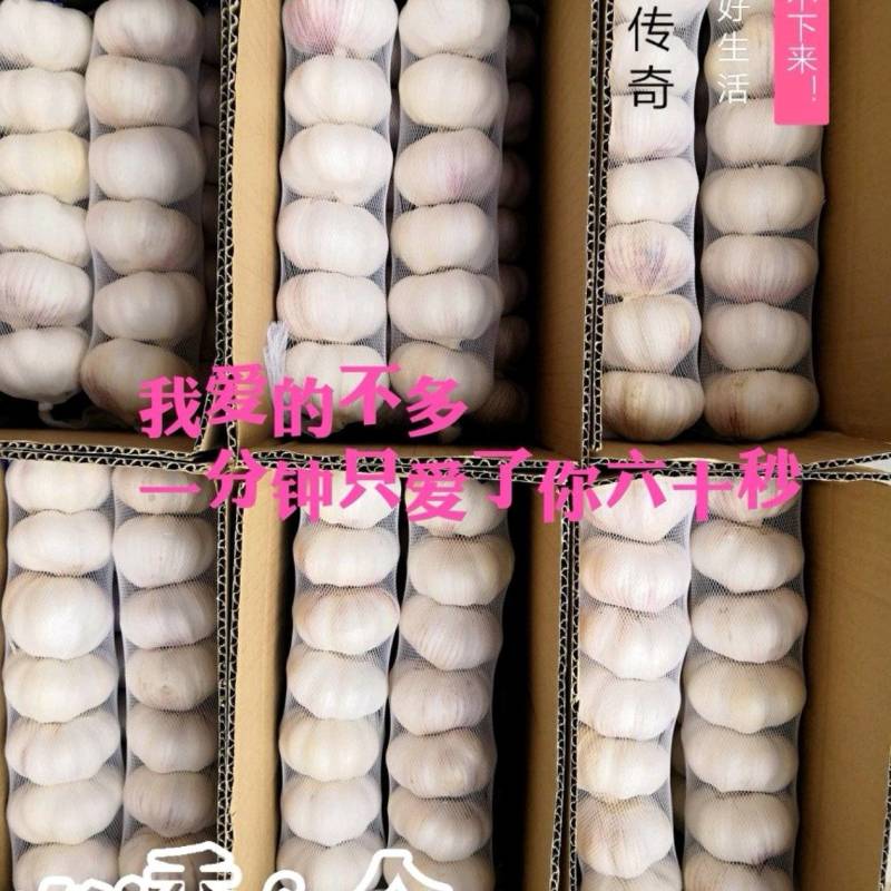 【天飞曌农业冷库库外大蒜大量上市大/中/小混级通货】