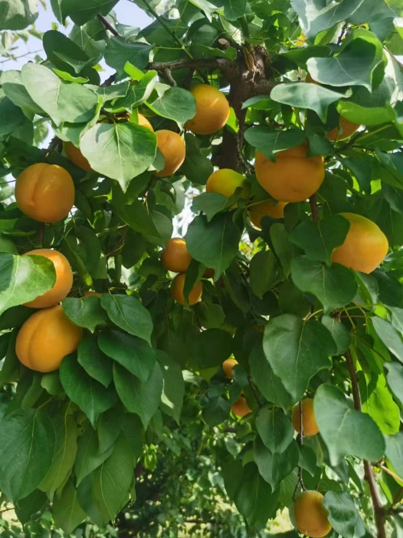金太阳杏大量供应各大加工厂，果脯厂，诚信代收代发