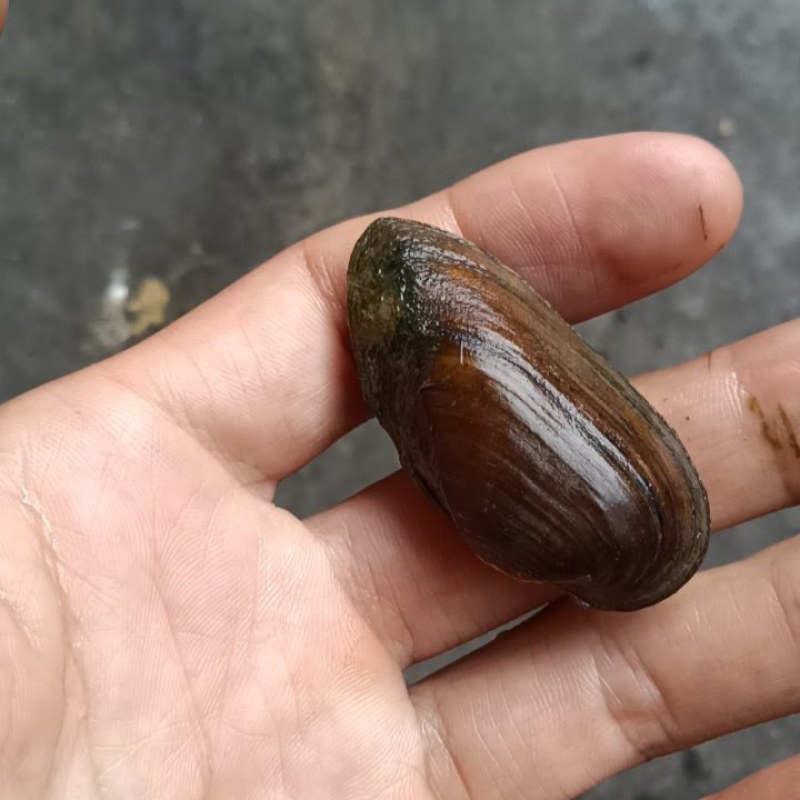 小河蚌