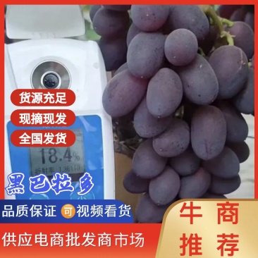 葡萄，紫甜无核A17葡萄陆续上市，**甜