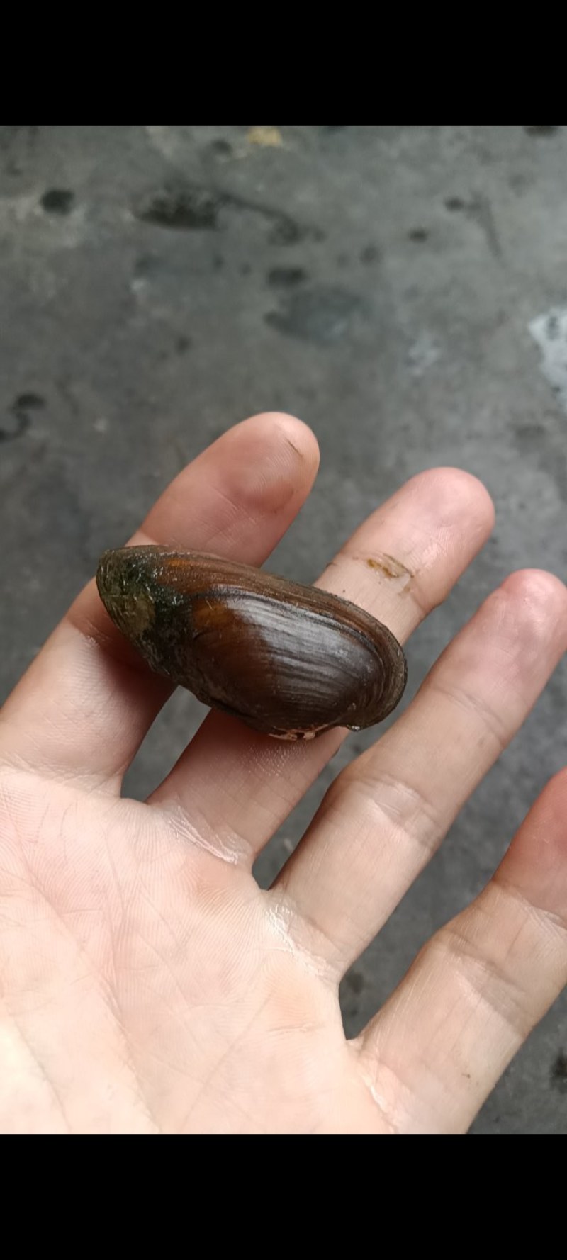 小河蚌