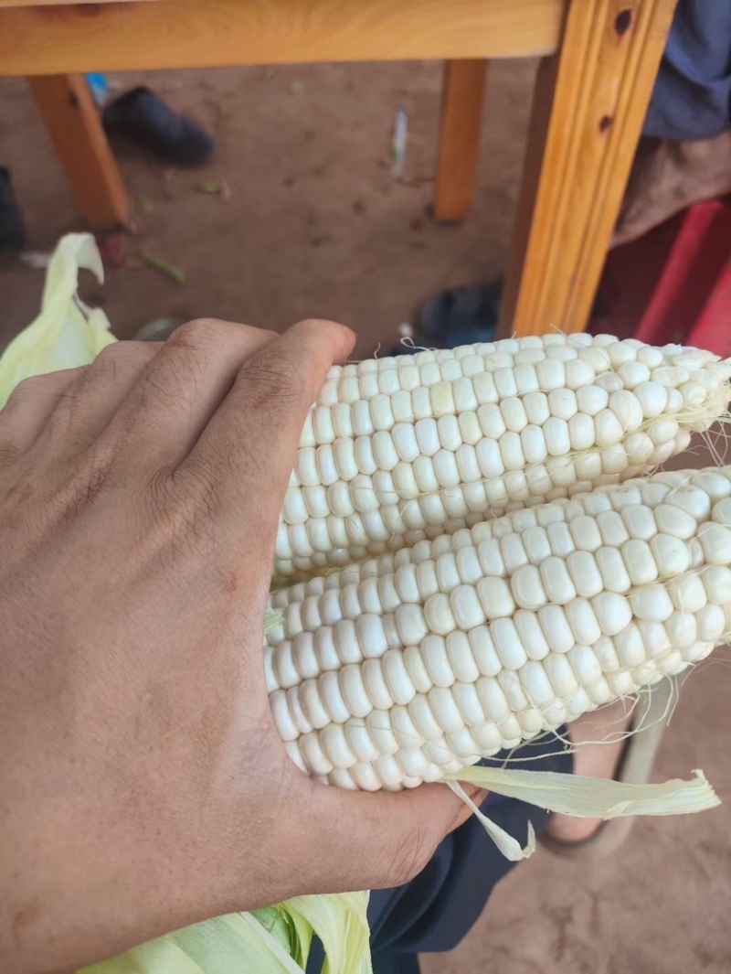 白糯鲜玉米又甜又糯