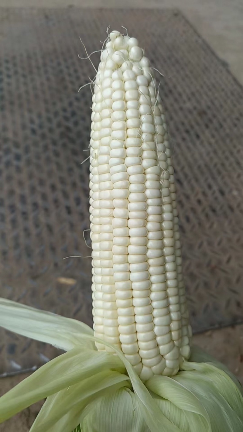白糯鲜玉米又甜又糯