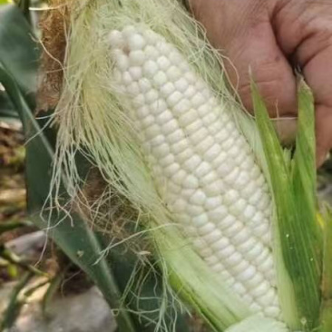 白糯鲜玉米又甜又糯