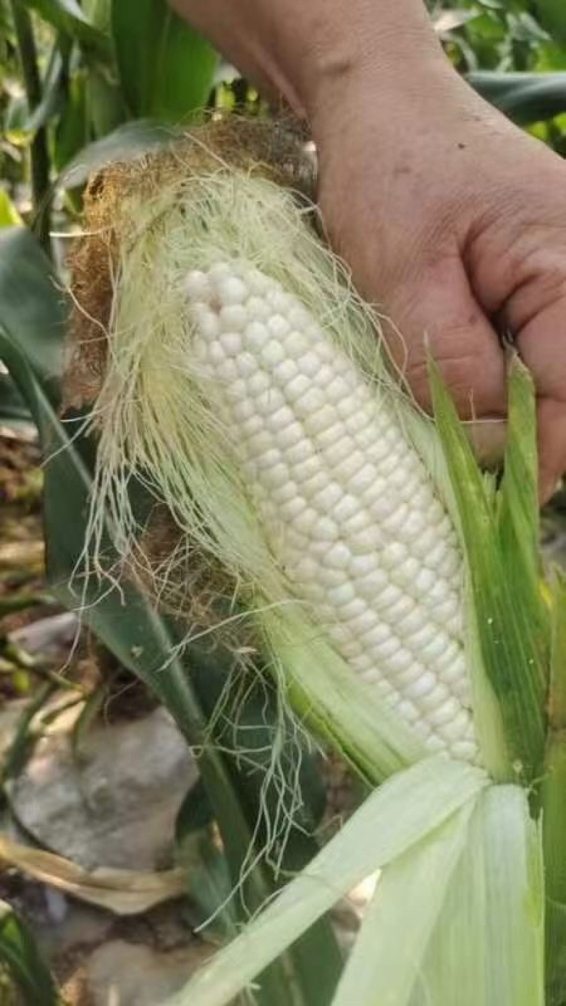 白糯鲜玉米又甜又糯