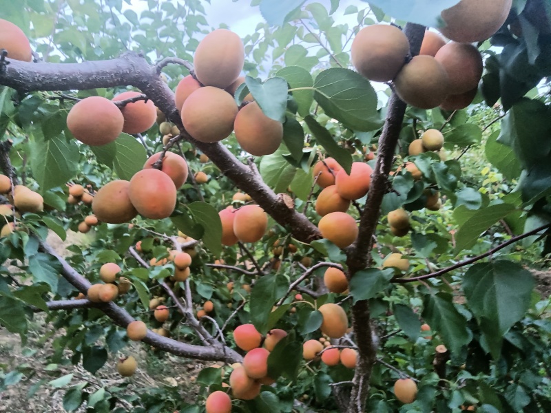 杏子又甜又沙