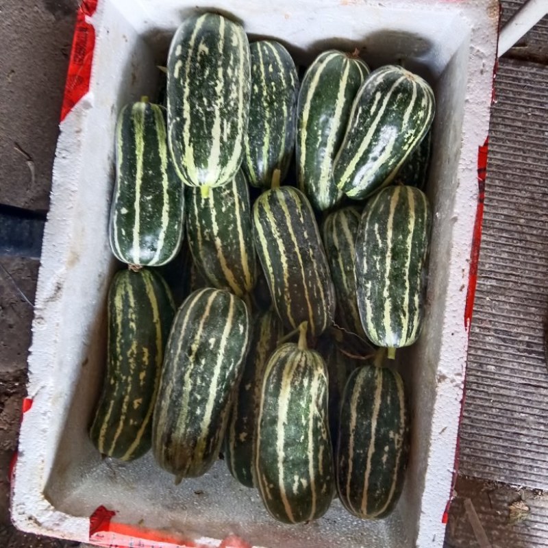 博洋9，甜瓜，绍兴市上虞区百官街道自己种植大棚